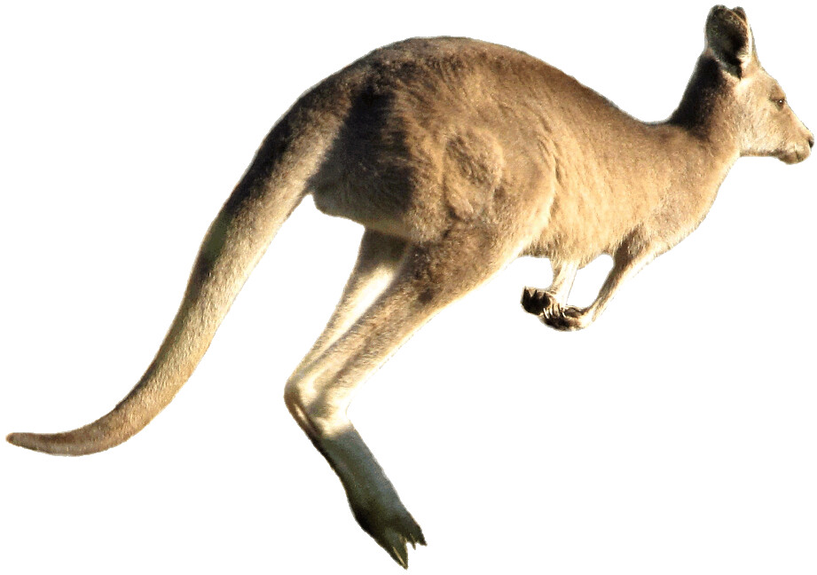 kangaroo jumping clipart, lge 13 cm wide | This clipart-styl… | Flickr