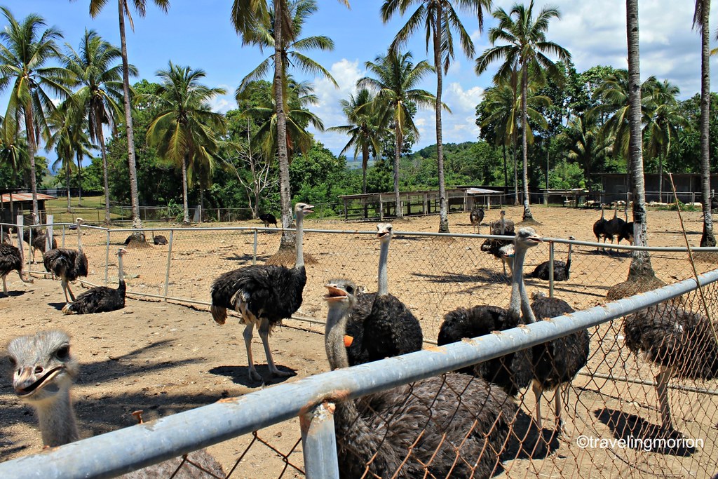 Ostrich Farm in Opol, Misamis Oriental