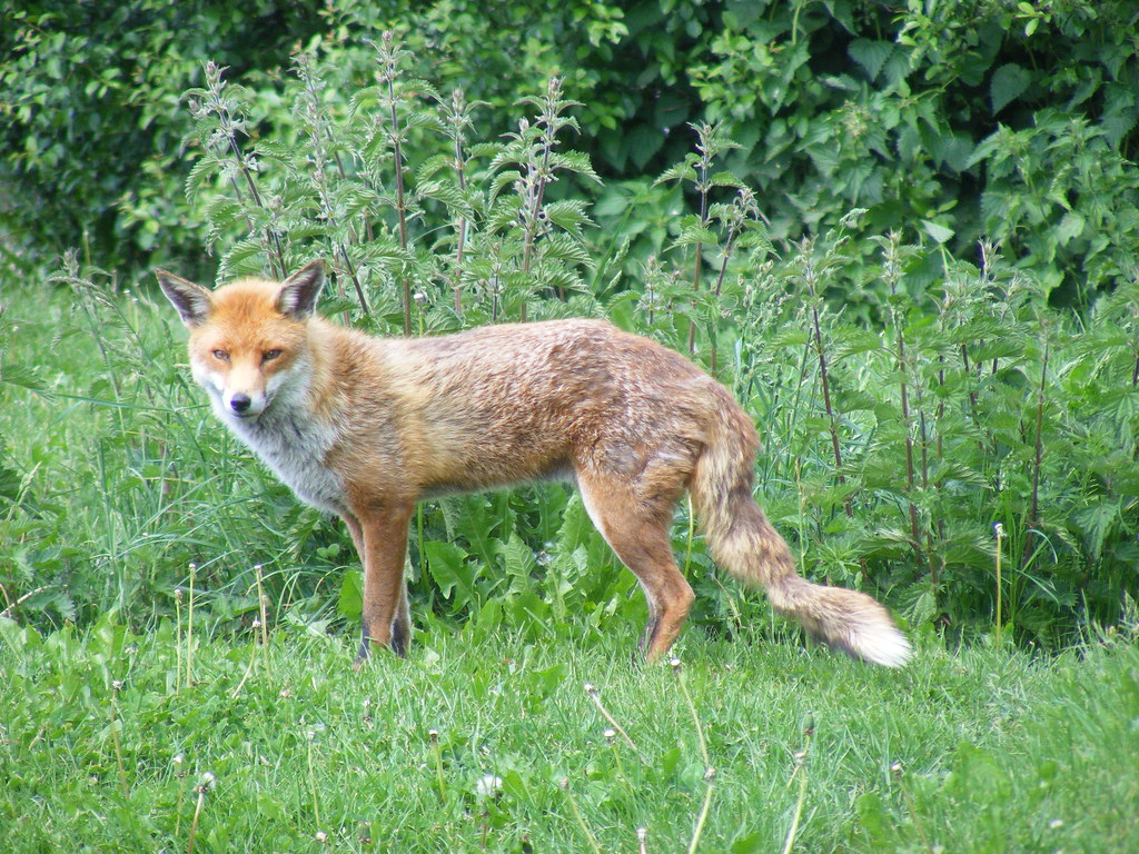 European red fox | European red fox - taken at British Wildl… | Flickr