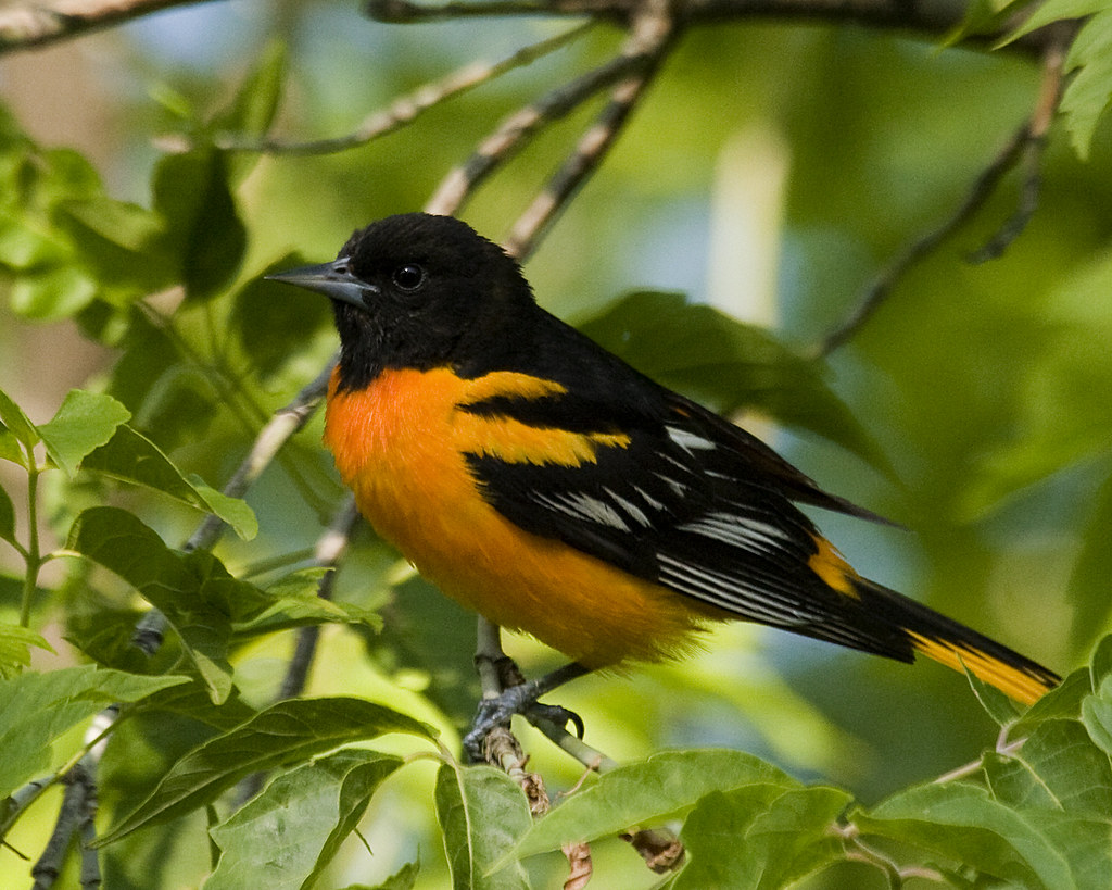 Male Northern Oriole Baltimore Oriole | Gary Kurtz | Flickr