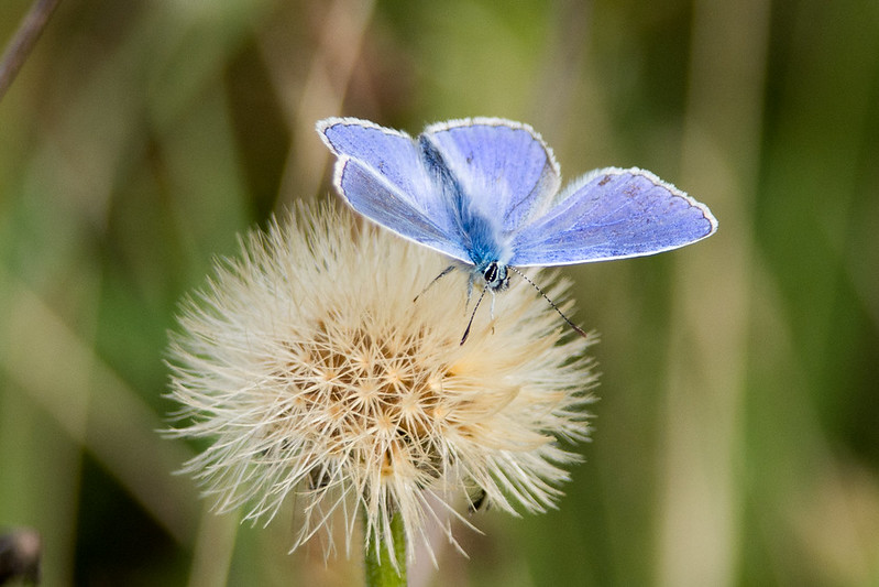 Male Adonis Blue on a seedhead