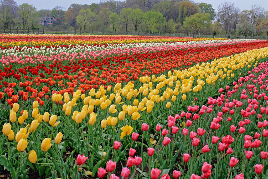 Tulip field Holland Michigan Windmill Island tulip field i… Flickr