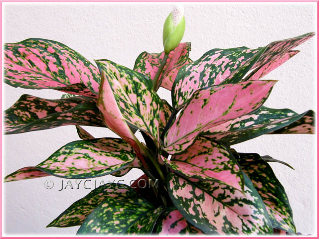 A flowering Aglaonema 'Valentine' (Chinese Evergreen), a T