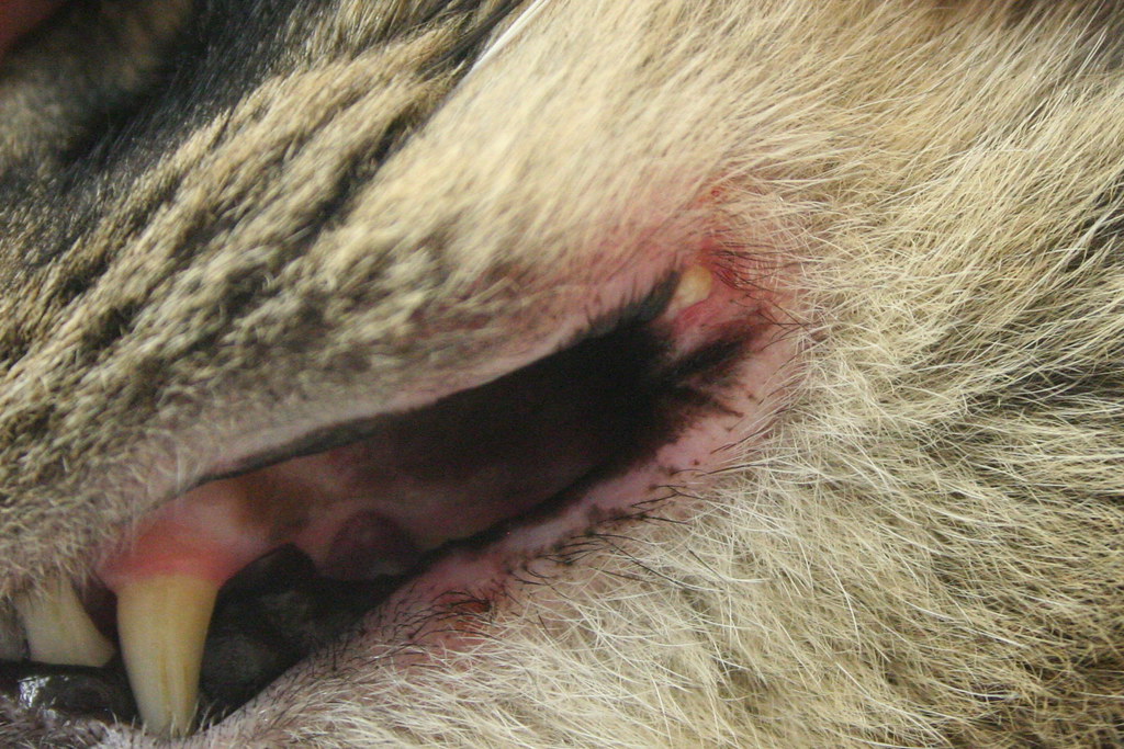 Rodent Ulcer Feline Eosinophilic Granuloma Comlex has a nu… Flickr