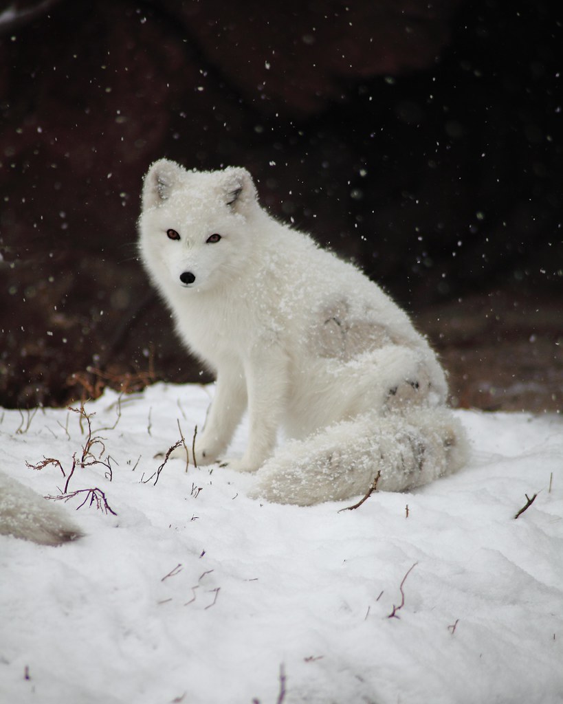 Arctic Fox - Sitting In The Snow | © Brian Callahan 201 ...
 Cute Baby Arctic Wolf