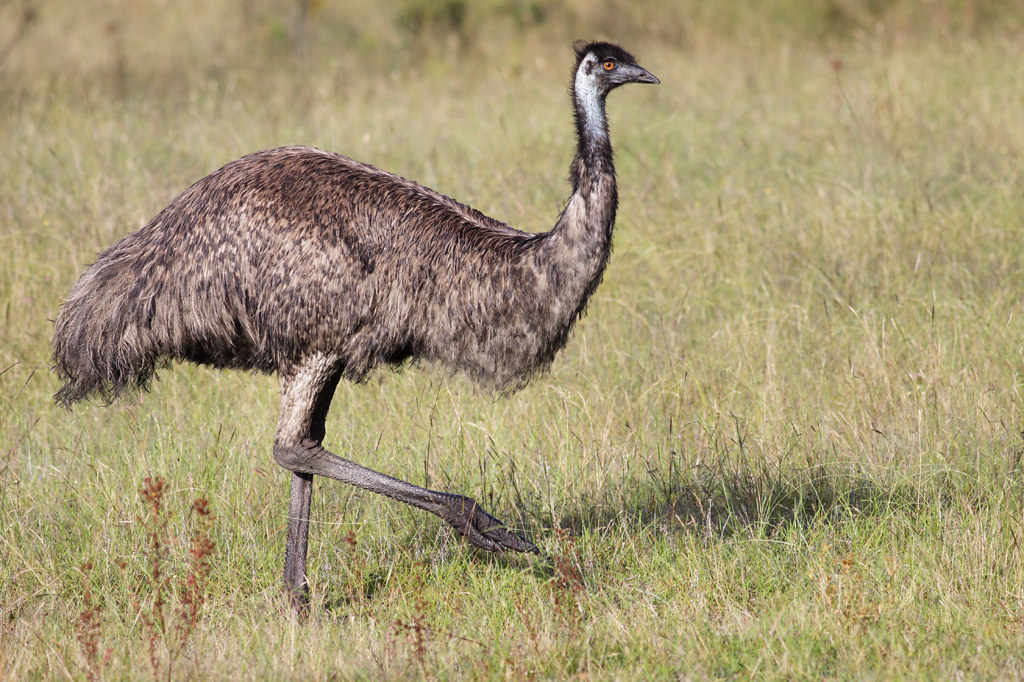 Emu | An Emu striding through the grassland at Tidbinbilla N… | Flickr