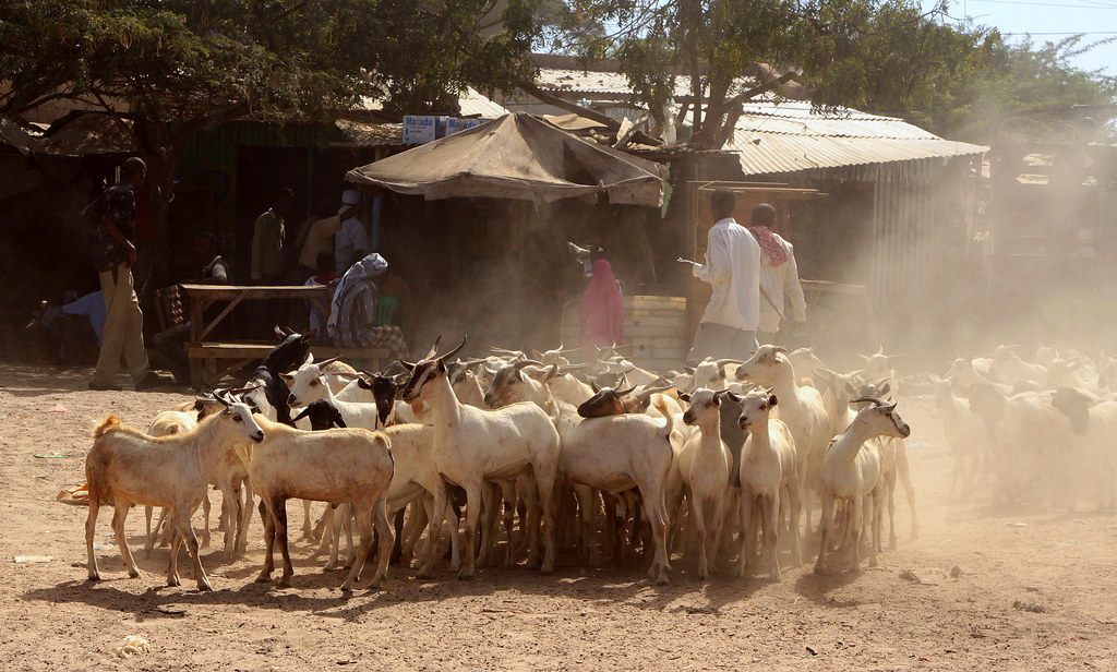 somaliland livestock market