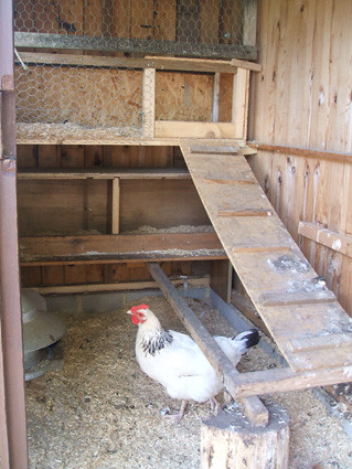 hen house inside | coop | meus vita | Flickr