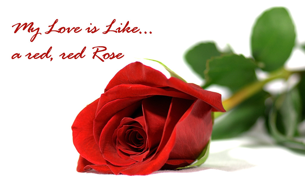 my luve is like a red red rose