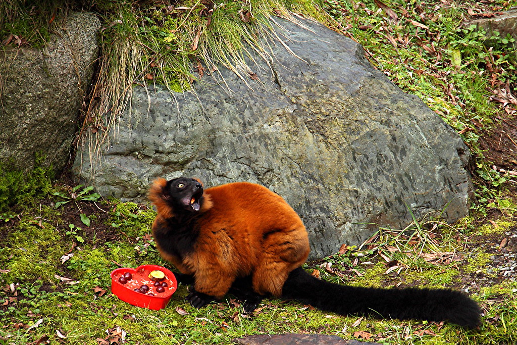 Resultado de imagem para red ruffed lemur eating