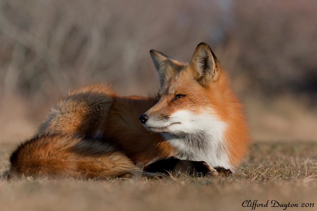Fox la. -Лая лиса. Red Fox модель. Red Fox Cliff женская.
