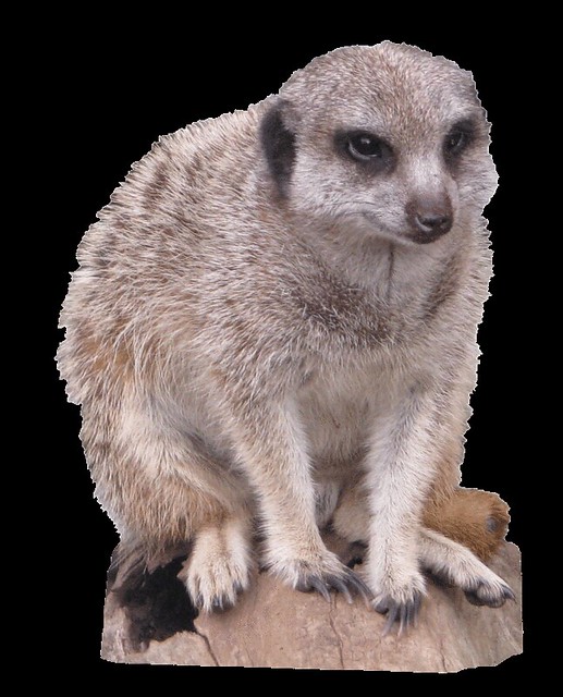 clipart meerkat - photo #7