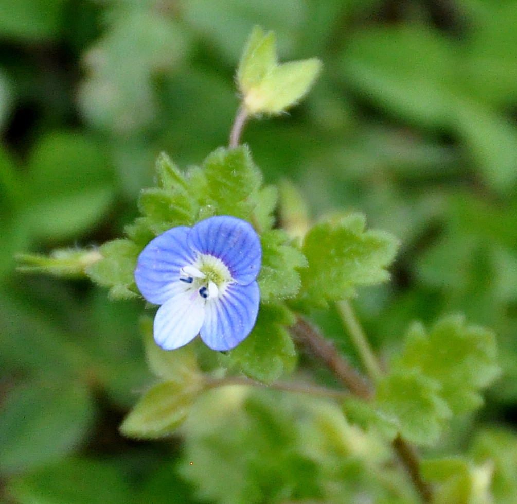 Tiny Blue & White Flower | These tiny little wildflowers cou… | Flickr