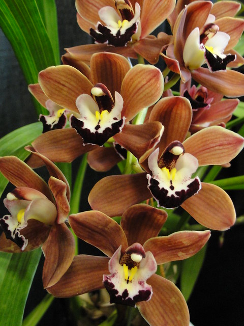 Chocolate orchids