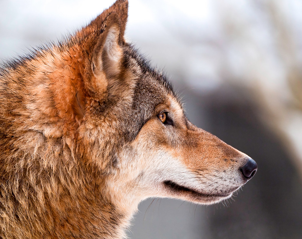 Wolf profile | This is a picture I also like, the wolves of … | Flickr