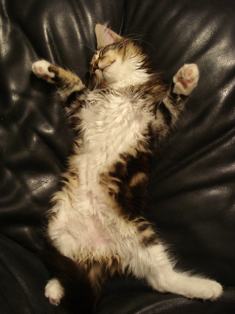 Cat sleeping on her back | Our Maine Coon kitten asleep on t… | Flickr