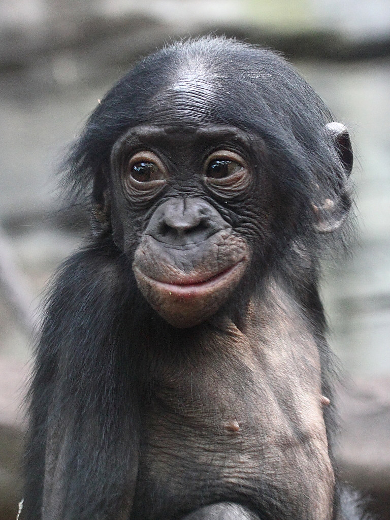 Junger Bonobo / Zwergschimpanse / Young Pygmy Chimpanzee (… | Flickr