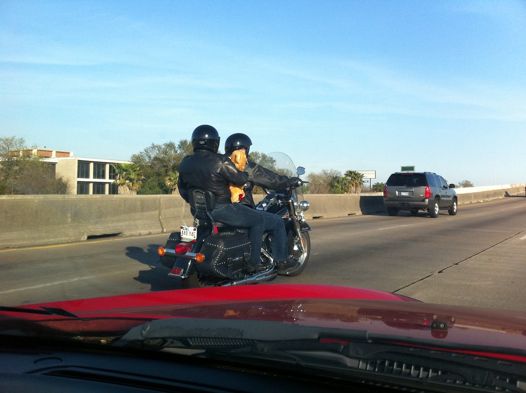 bear on a motorcycle