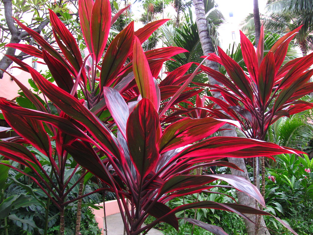 Ti Leaf Plant at the Royal Hawaiian Loren Javier Flickr