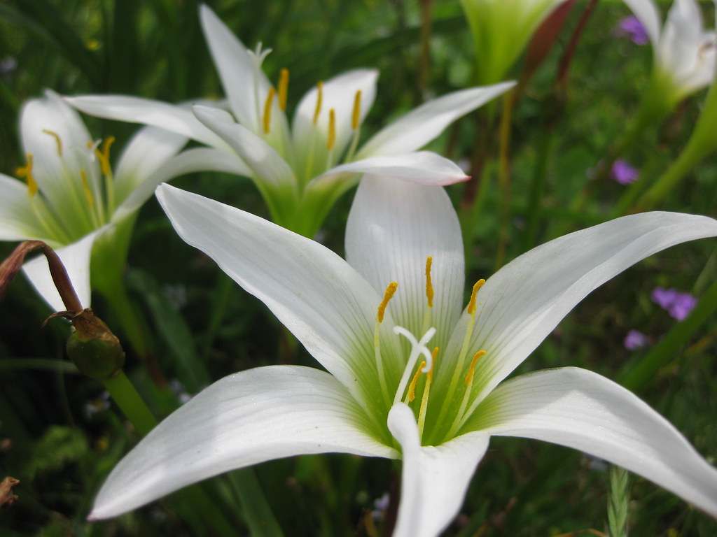 Wild Easter Lily | Zephyranthes atamasca We call then Easter… | Flickr
