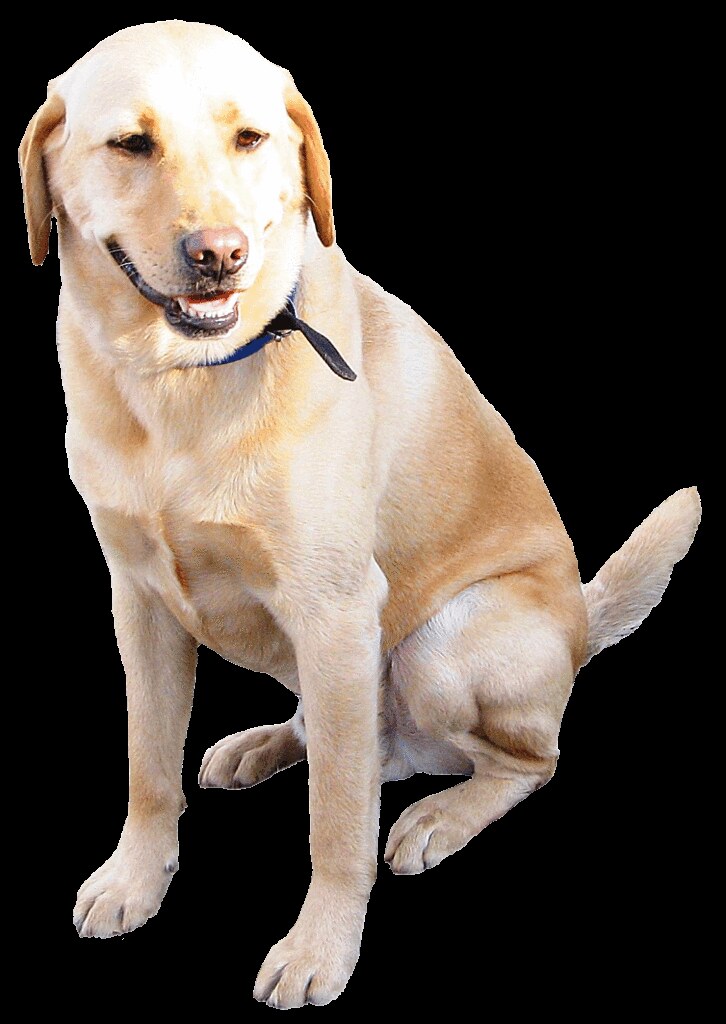 labrador dog clip art free - photo #32