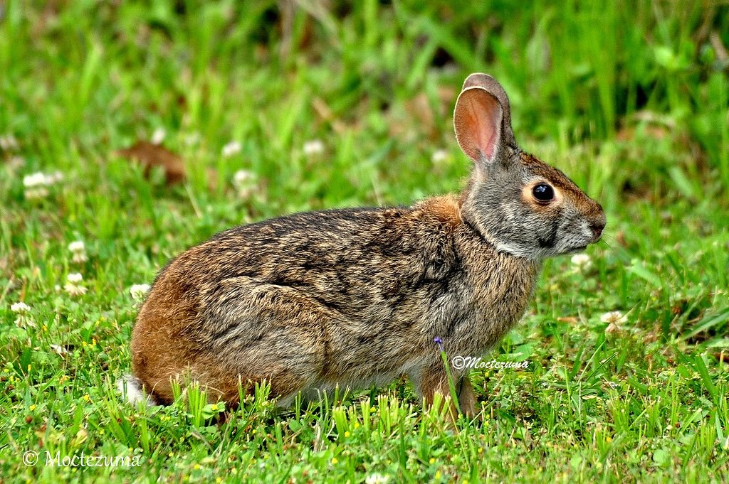 wild-swamp-rabbit-sylvilagus-aquaticus-moctezuma-tx-flickr