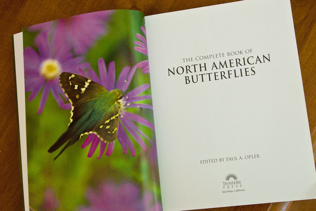 My Long Tailed Skipper Image In The Complete Book Of North