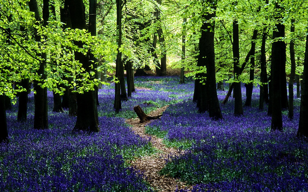 Ashridge Park, Hertfordshire, UK | National Trust Woodland… | Flickr