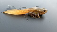 Frog in transition