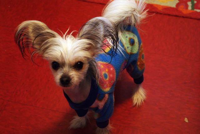 dog-facts-Chinese-crested-dog