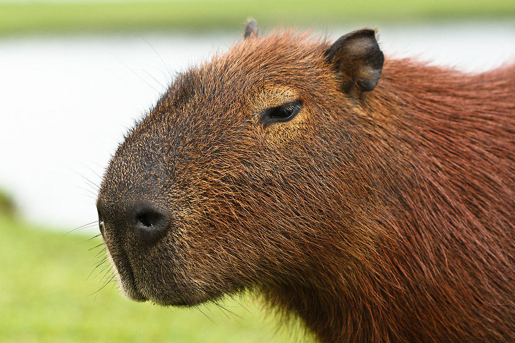Who's the giant hamster?! | Capybaras are very common in braâ€¦ | Flickr