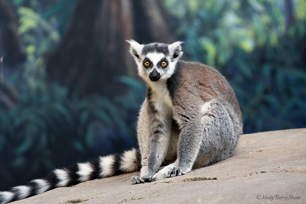 Ring Tailed Lemur | Scientific Name: Lemur catta ...