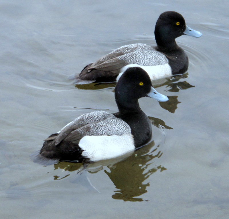 BLUE BILLS..MALE LESSER SCAUPS (DUCK) The male of this duc… Flickr