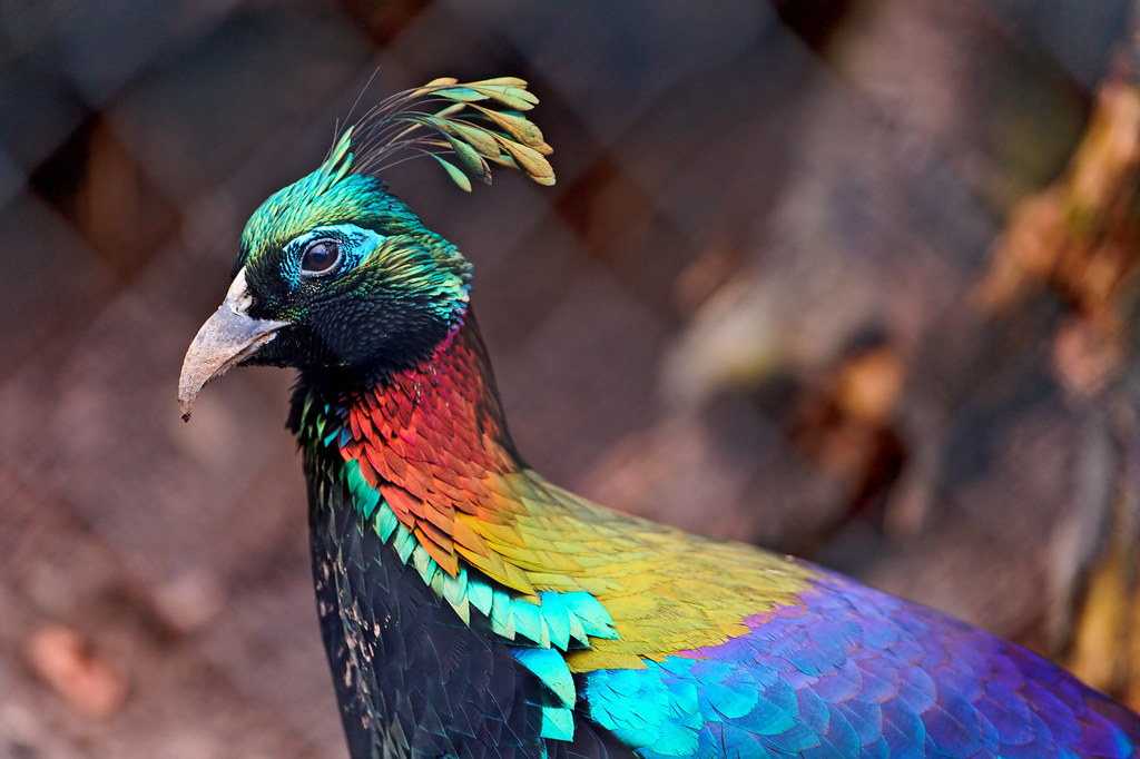 Colorful bird This is a Himalayan monal, living in the