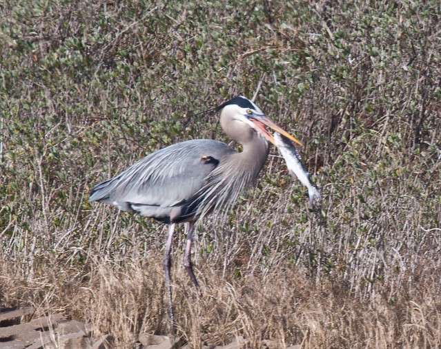 Great Blue Heron with fish
