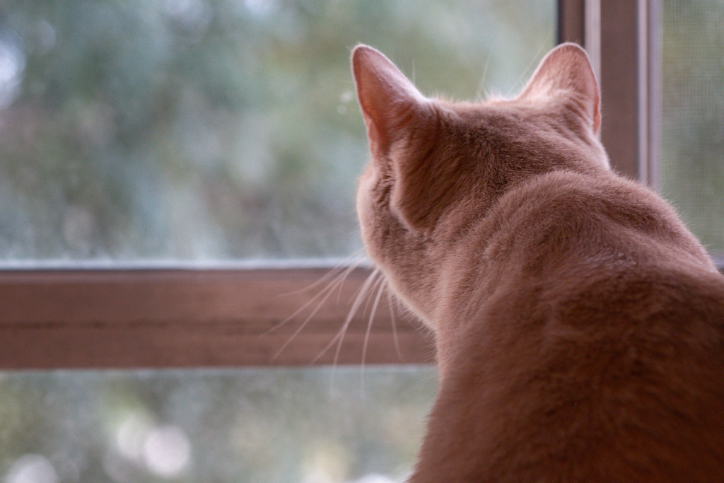 Tan cat looking out window from behind CC0 waiver To the … Flickr
