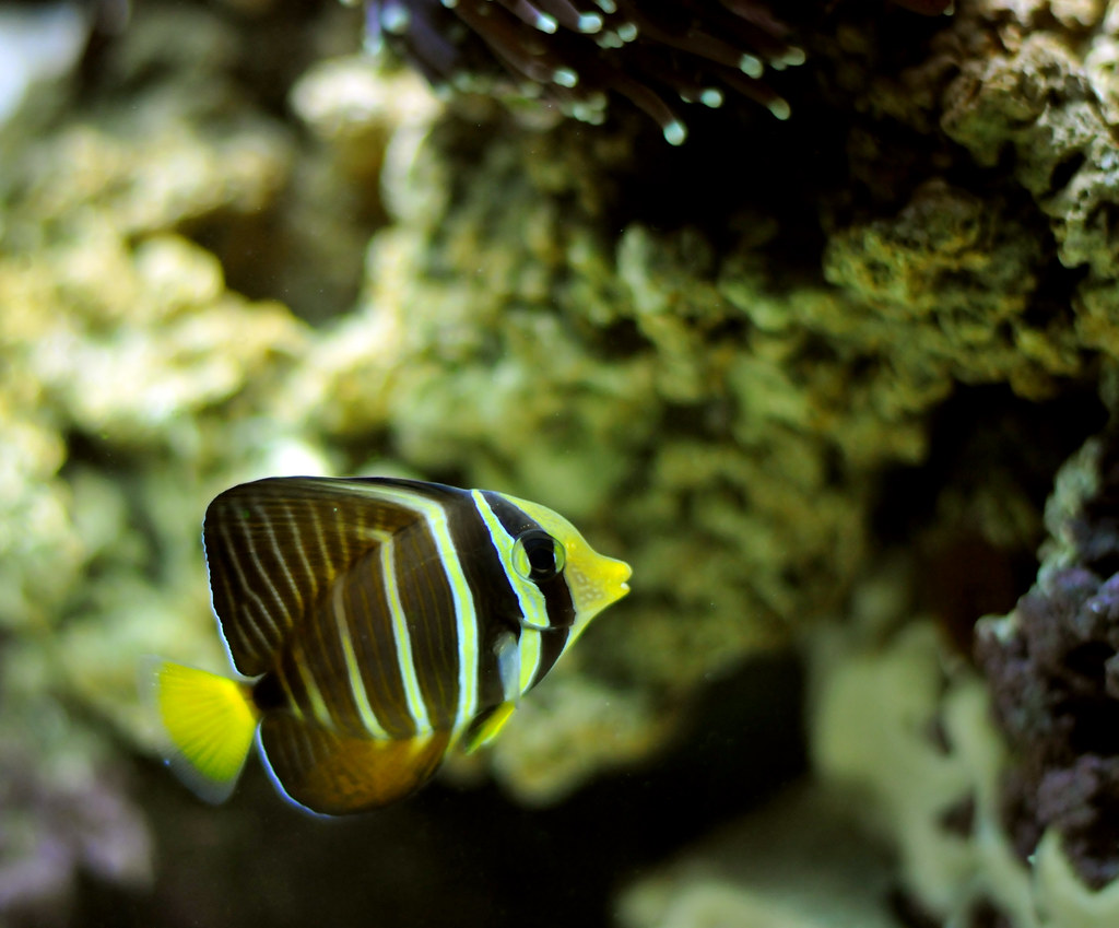 fish with black and white stripes