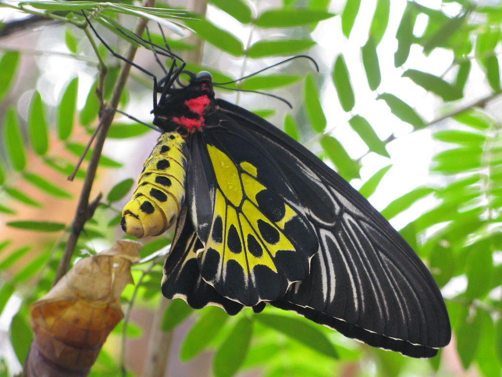 biggest-butterfly-in-india-thattekad-bird-sanctuary-flickr