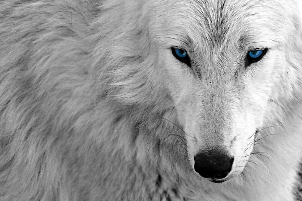 An edit -- White Wolf Blue -- Desktop Wallpaper Background… | Flickr