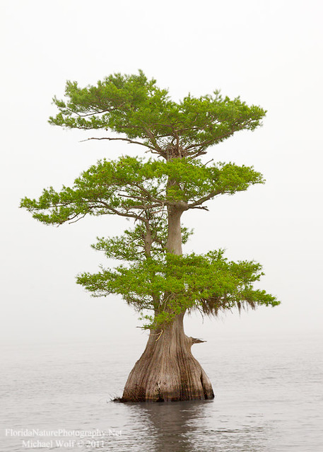 clip art cypress tree - photo #2