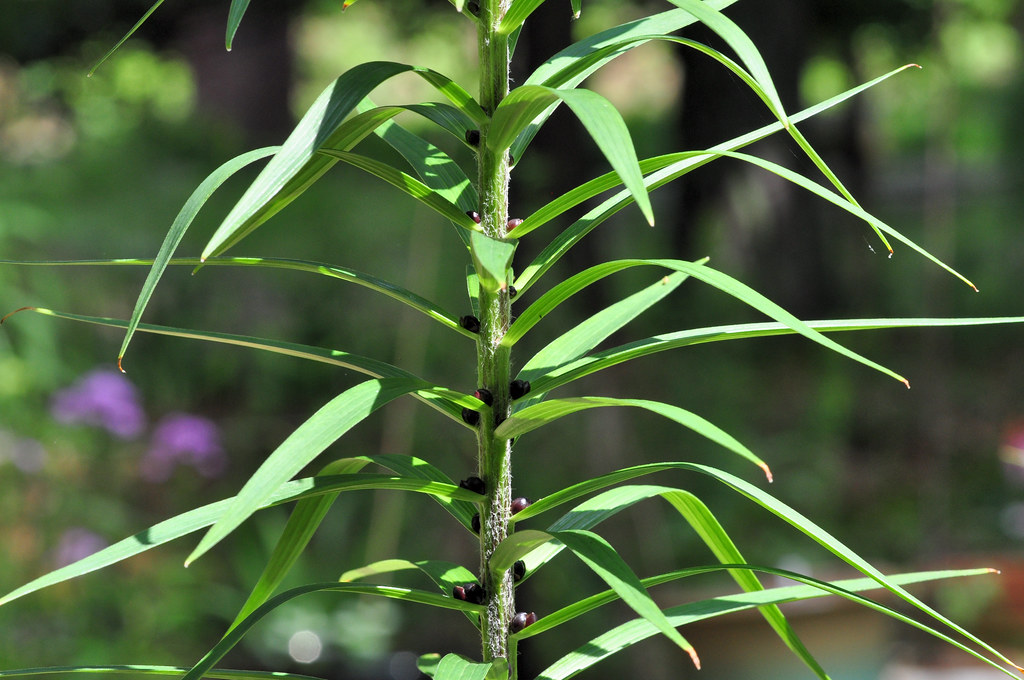 Tiger lily stem with seeds | J. Michael Raby | Flickr