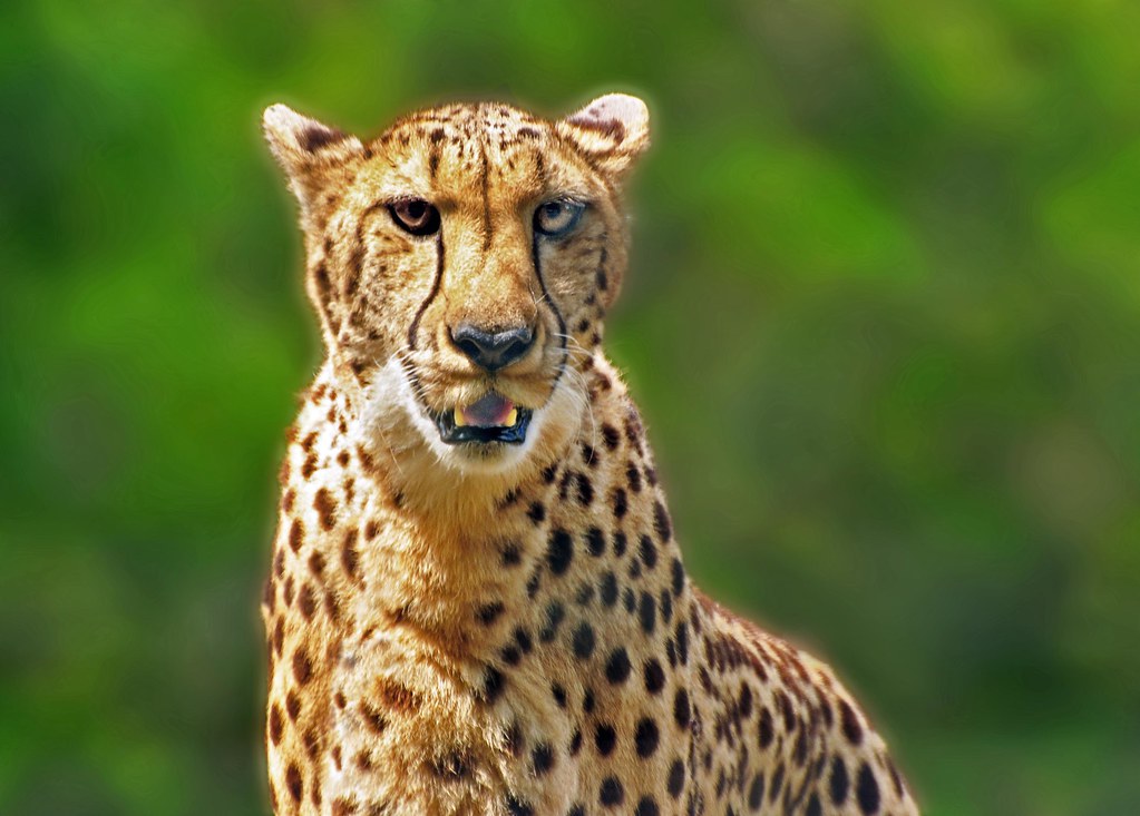 The Cheetah Scientific Name Acinonyx Jubatus The
