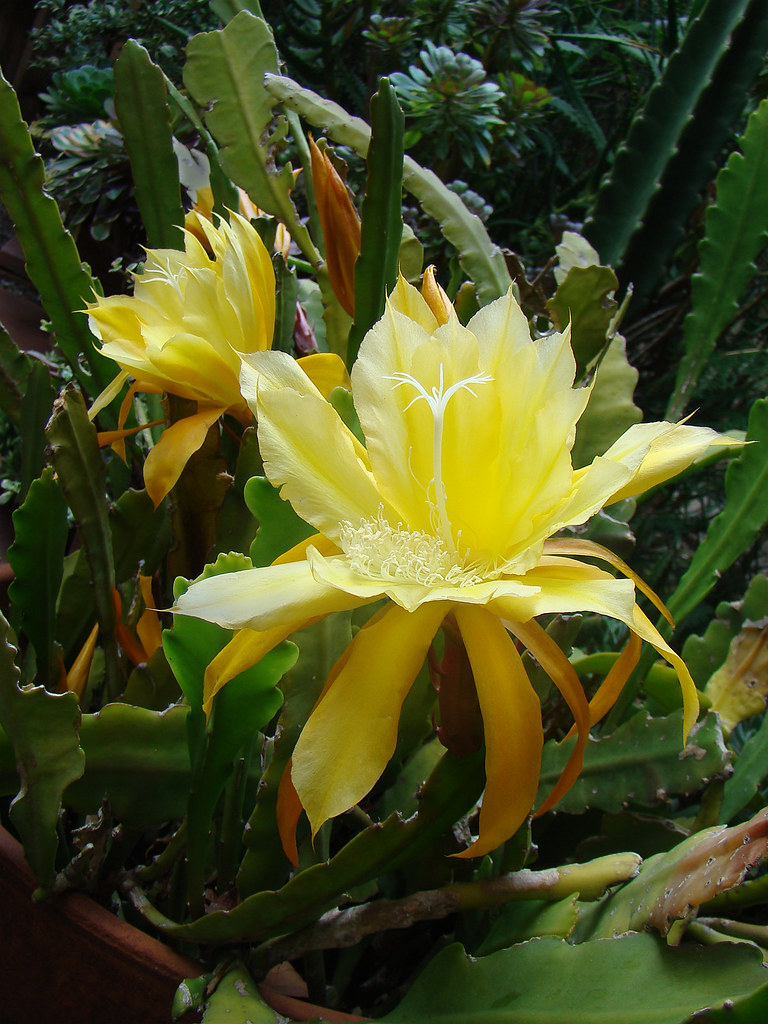 Yellow Epiphyllum species | This yellow epiphyllum is growin… | Flickr