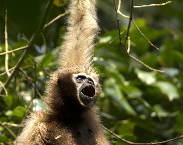 Hillock Gibbon Ape