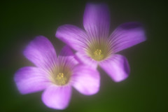 Heligon Flowers