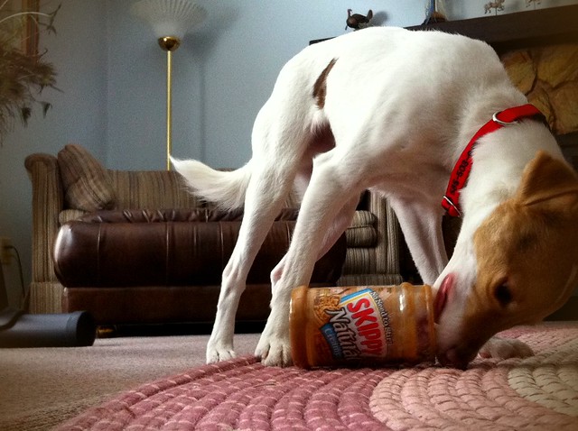 can-dogs-eat-peanut-butter