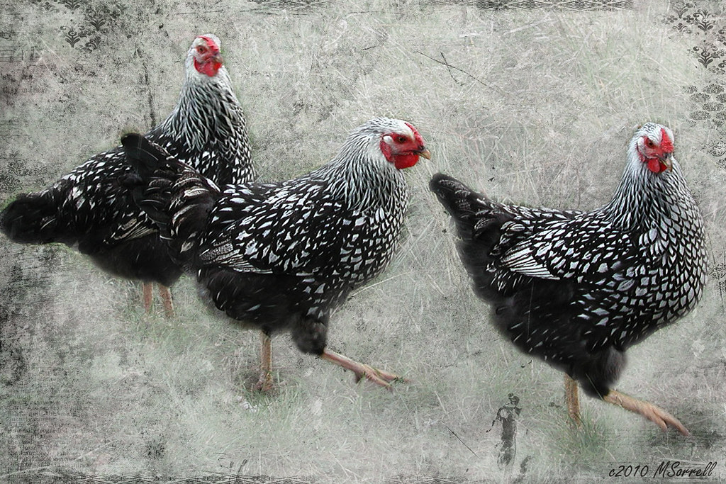 "Three French Hens"  I couldn't find two turtledoves, or 