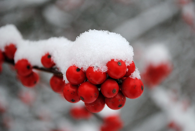 Winter berries at Caledon State Park