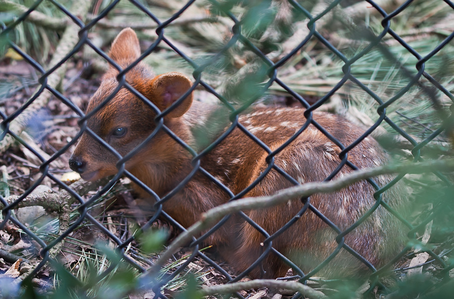 Leaf Muntjac Deer | erikkellison | Flickr