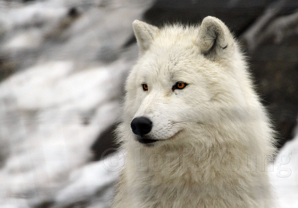 Arctic Wolf - Loup arctique | View On Black Parc Omega, Mont… | Flickr